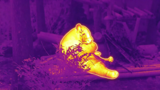 Panda zjada bambus #ThermaImage #InfraredPanda #Episode1